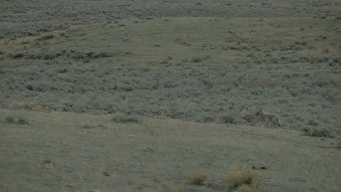 A Coyote Is Walking in a Barren Valley
