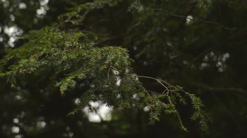 A Branch Sways In The Wind On A Sunny Day