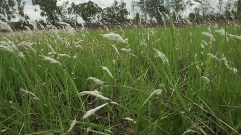 A Breeze Rustles Grass In A Field