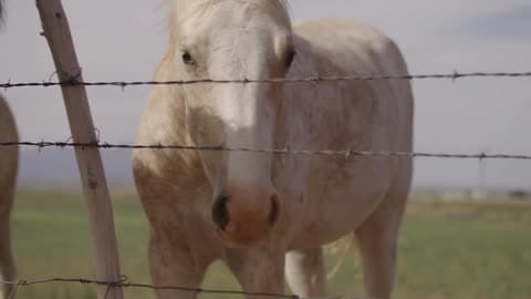 A Brown Horse And A White Horse Stand Next To A Barbed Wire Fence
