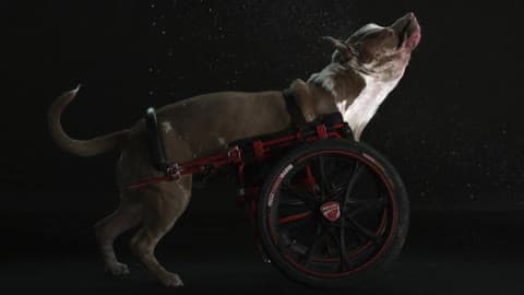 A Dog With A Doggie Wheelchair Shaking Its Head Vigorously