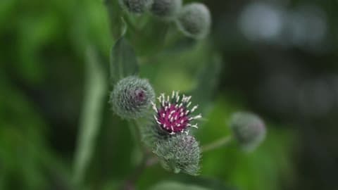 A Flower Blossoms On A Plant