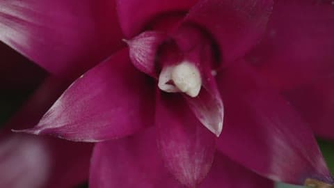 A Fully Blossomed Fuchsia Flower