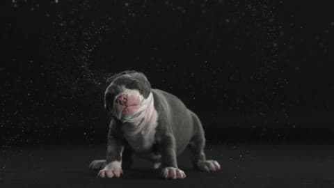 A Grey And White Puppy Shakes Its Head In Slow Motion