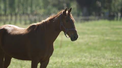 A Horse Standing In A Field