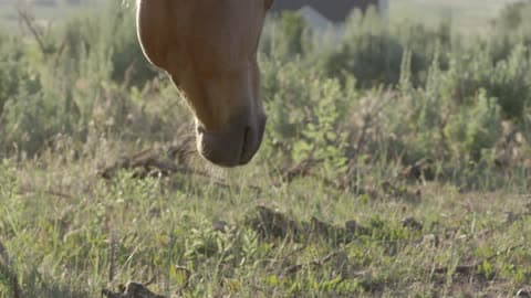 A Horse With Its Head Hung Low, Walking Through Scrub Brush On A Sunny Day