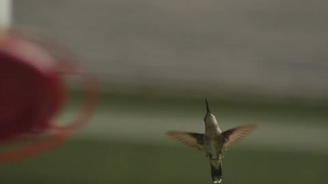 A Hummingbird