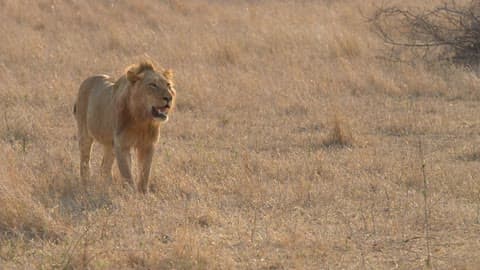 A Lion Watches The Terrain That Is In Front Of It