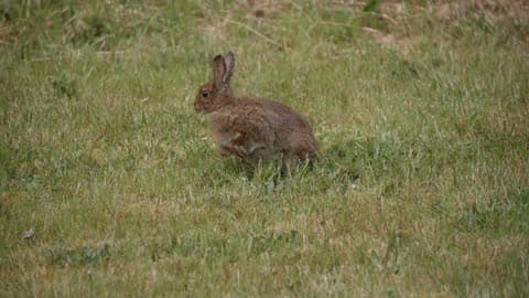 A Rabbit Sitting In The Green Grass