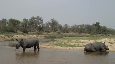 A Rhino Stands In The Water With A Bird Hopping On His Back While Another Rhino Naps Near The Sandy Bank
