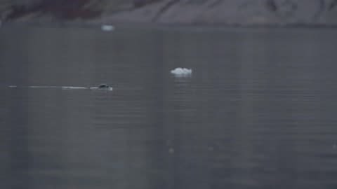 A Seal Swimming