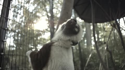 An Animal In A Zoo Climbing A Tree