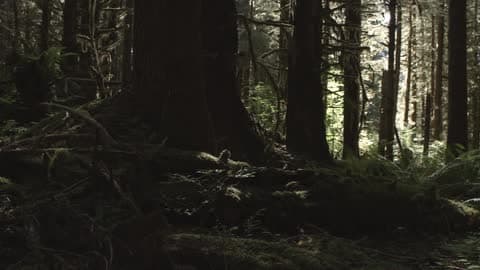 An Old Moldy Forest