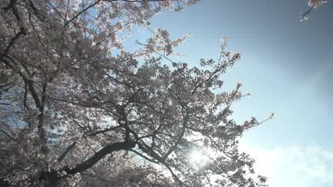 Blossoms Grow On Tree