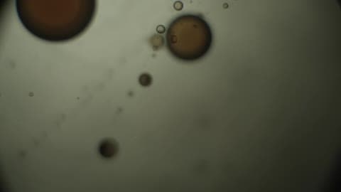 Cells Are Shown Magnified