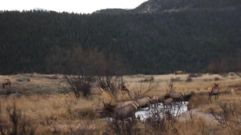 Deer Grazing And Drinking From A Water Hole