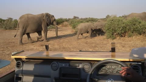 Elephants Walk Past A Safari Truck