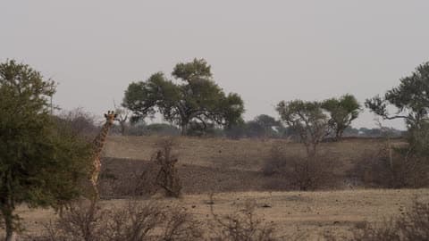 Giraffe Comes Out From Behind A Tree During The Day