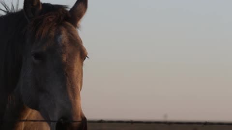Horses Standing Next To Fence In A Field