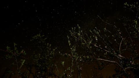 Night Sky With Trees And Stars Shining
