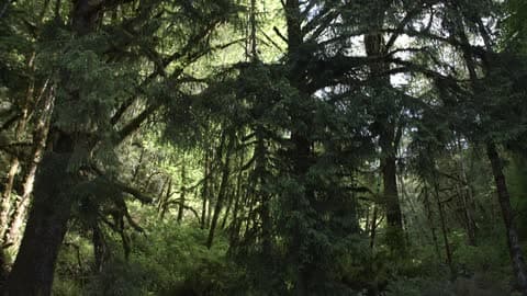 Panning From Bottom To Tops Of Trees In A Lush Green Forest