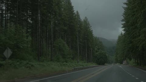 Tall Trees In A Forest On A Foggy Day