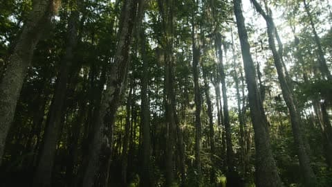 The Sun Pours Through The Trees In A Forest