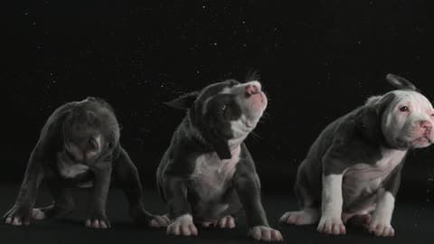 Three Puppies Wag Their Heads Back And Forth